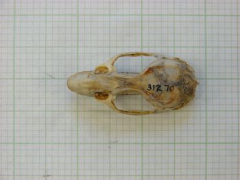 Media type: image;   Mammalogy 31270